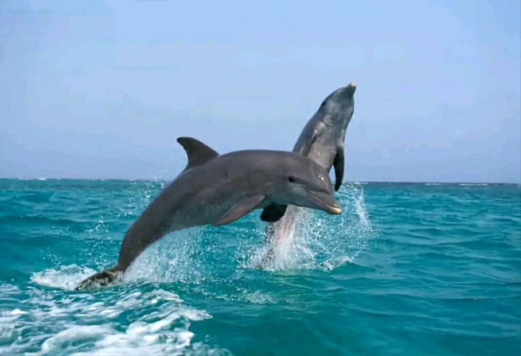 Schnorcheln bei einer Dolphin-Tour im Roten Meer